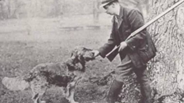 historia-do-golden-retriever-Lord-Tweedmouth