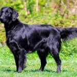 goldens-retrievers-pretos