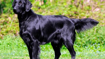 goldens-retrievers-pretos