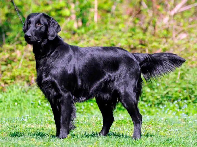 goldens-retrievers-pretos