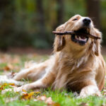 golden-retrievers-sao-inteligentes-nova