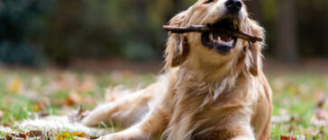 golden-retrievers-sao-inteligentes-nova