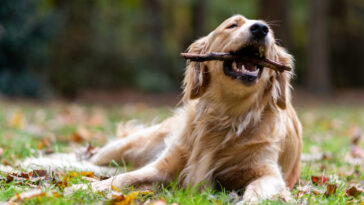 golden-retrievers-sao-inteligentes-nova